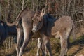 Donkeys Royalty Free Stock Photo