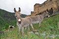 Donkeys are grazing near the fortress Khertvisi