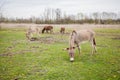 Donkeys grazing on pasture, domestic animal , Balkan donkey, nature landscape, livestock, spring day