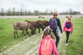 Donkeys grazing on pasture at nature reserve, family relax in nature with domestic animal