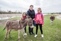 Donkeys grazing on pasture at nature reserve, family relax in nature with domestic animal