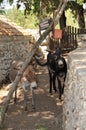 Donkeys grazing peacefully in a rural environment surrounded by a quaint stone bench and walls