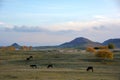 Donkeys grazing on the prairie in autumn