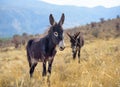 Donkeys grazing in yellow field with mountains in background