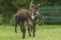 Donkeys on a green field