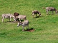 Donkeys in green pasture