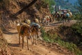 donkeys and horses in the Himalayas Royalty Free Stock Photo