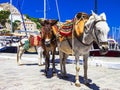 donkeys in Hydra island, Greece
