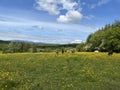 Donkeys in ireland