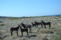 Donkeys in Karpaz Royalty Free Stock Photo