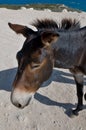 Donkeys in Karpaz Royalty Free Stock Photo