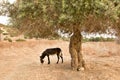 Donkeys in Karpaz Royalty Free Stock Photo