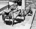 Donkeys At Lindos