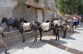 Donkeys in Lindos Rhodes island, Greece Royalty Free Stock Photo