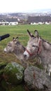 Donkeys looking for attention. Very small animals