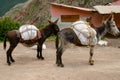 Donkeys in the Maras Salt Mines