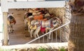 Donkeys in Mijas resting Royalty Free Stock Photo