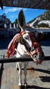 The Donkeys of Mijas which is one of the most beautiful `white` villages of the Southern Spain area called Andalucia Royalty Free Stock Photo