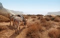 Donkeys in the mountain. Balos beach. Crete Royalty Free Stock Photo