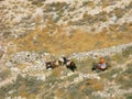 Donkeys at mountain path on Santorini island, Greece