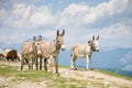 Donkeys in mountain Royalty Free Stock Photo