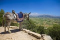 Donkeys in the mountains near the Psychro Cave in Crete, Greece Royalty Free Stock Photo