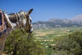 Donkeys in the mountains near the Psychro Cave in Crete, Greece Royalty Free Stock Photo