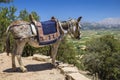 Donkeys in the mountains near the Psychro Cave in Crete, Greece Royalty Free Stock Photo