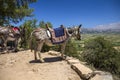 Donkeys in the mountains near the Psychro Cave in Crete, Greece Royalty Free Stock Photo