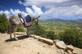 Donkeys in the mountains near the Psychro Cave in Crete, Greece Royalty Free Stock Photo