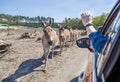 Donkeys near the car in Serengeti park, Germany. Zoo, wildlife. Royalty Free Stock Photo