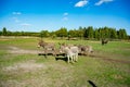 Donkeys in an open area with green grass near the forest. Sunny day. Blue skies