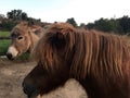 Donkeys in a Paddock