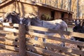 Donkeys in a paddock on farmyard