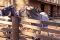 Donkeys in a paddock on farmyard