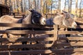 Donkeys in paddock on farmyard