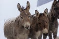 Donkeys In A Paddock