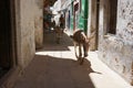 Donkeys passing by in the streets of Lamu