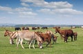 Donkeys in pasture spring