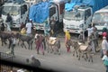 Donkeys, peddlers and hustlers at Merkato Market, rumored to be the largest open-air market in Africa