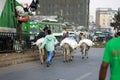 Donkeys and peddlers at Merkato Market, rumored to be the largest open-air market in Africa