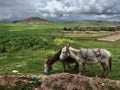 Donkeys in Peru Sacred Valley