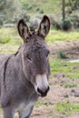 Donkeys Royalty Free Stock Photo