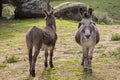 Donkeys Royalty Free Stock Photo