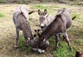 Donkey family in ChÃÂ¢teau Ville-Vieille, France Royalty Free Stock Photo