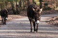 Donkeys on road in New Forest National Park