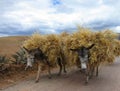 Donkeys in rural Peru Royalty Free Stock Photo