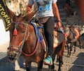 Donkeys in Santorini, Greece