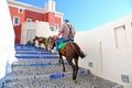 Donkeys in Santorini, Greece