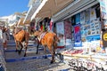 Donkeys in Santorini, Greece